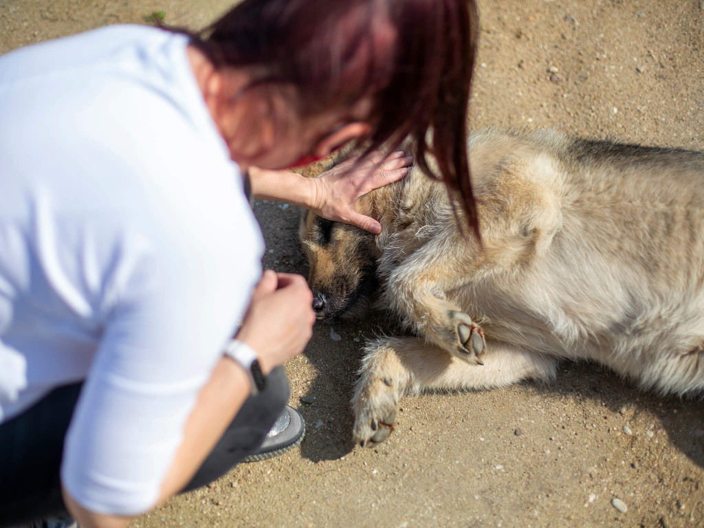 Prawie pół tony karmy dla schroniska Arka [FOTO]