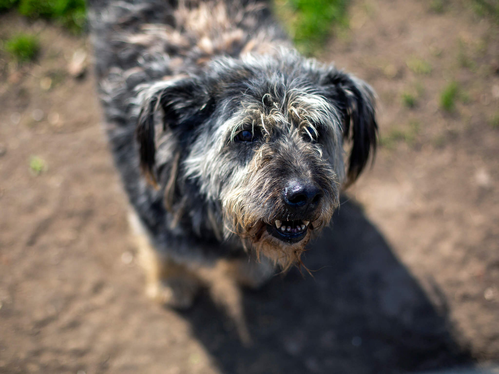 Prawie pół tony karmy dla schroniska Arka [FOTO]