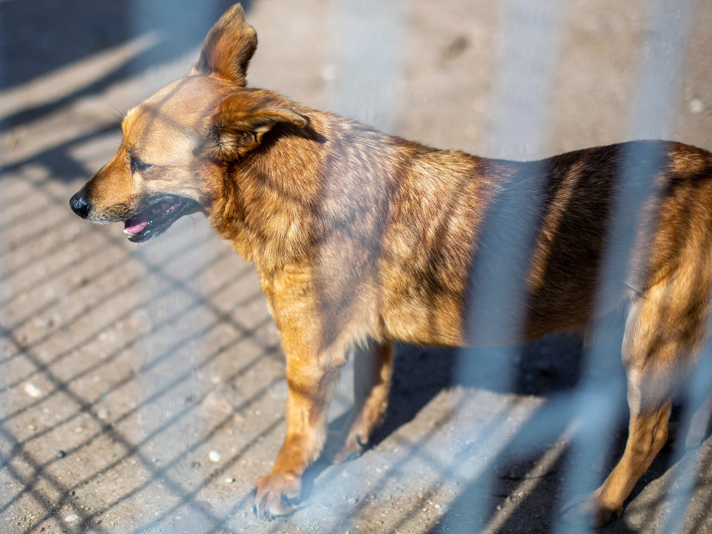 Prawie pół tony karmy dla schroniska Arka [FOTO]
