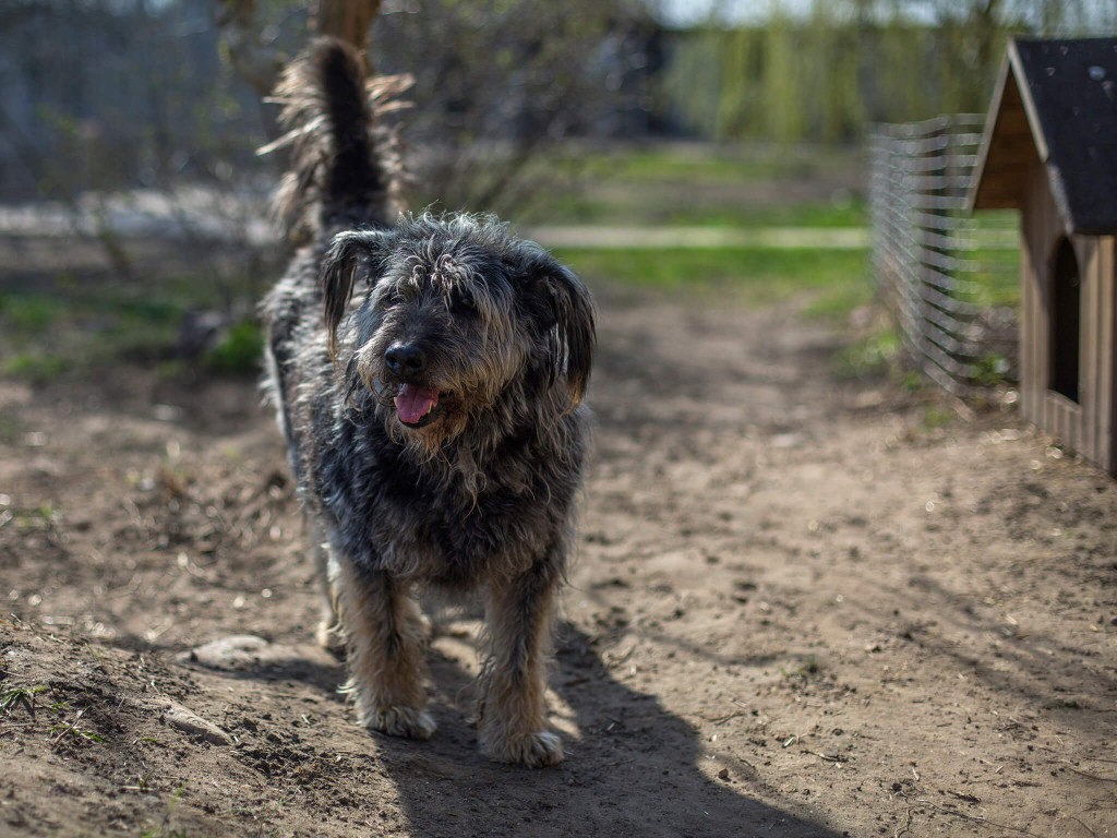 Prawie pół tony karmy dla schroniska Arka [FOTO]