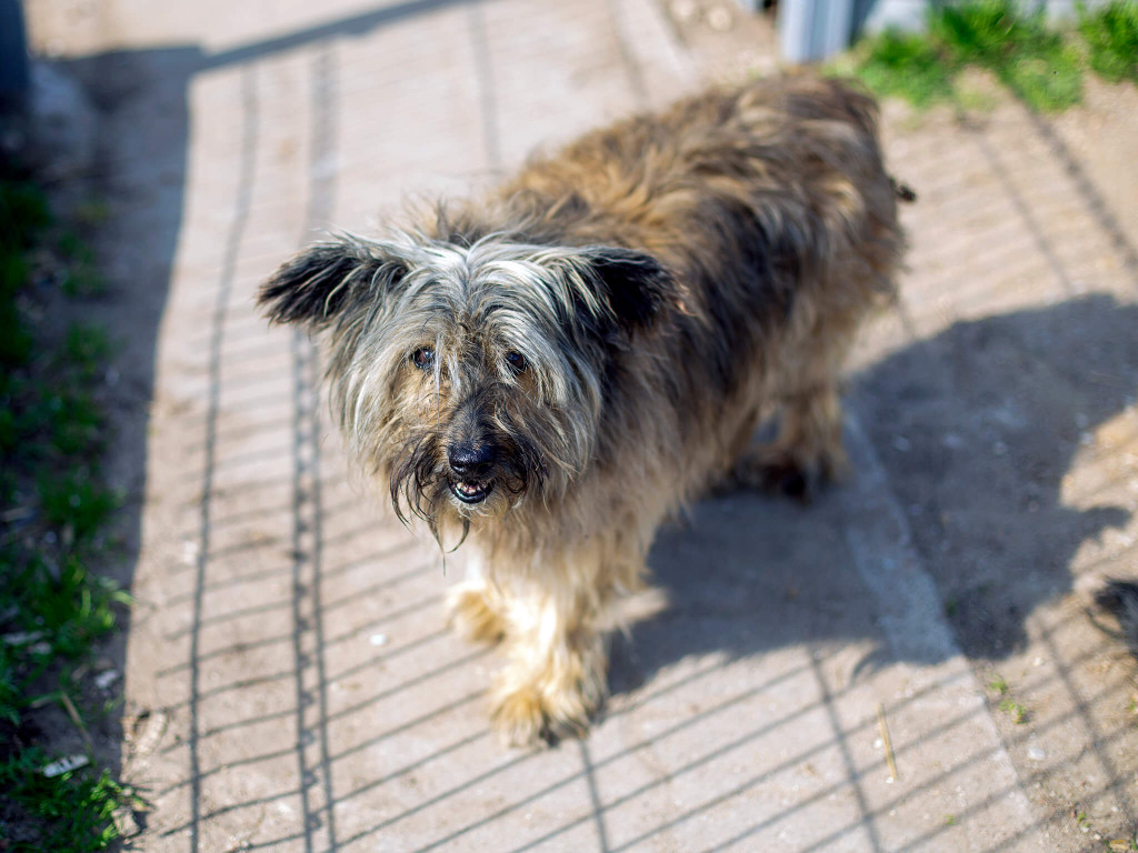 Prawie pół tony karmy dla schroniska Arka [FOTO]