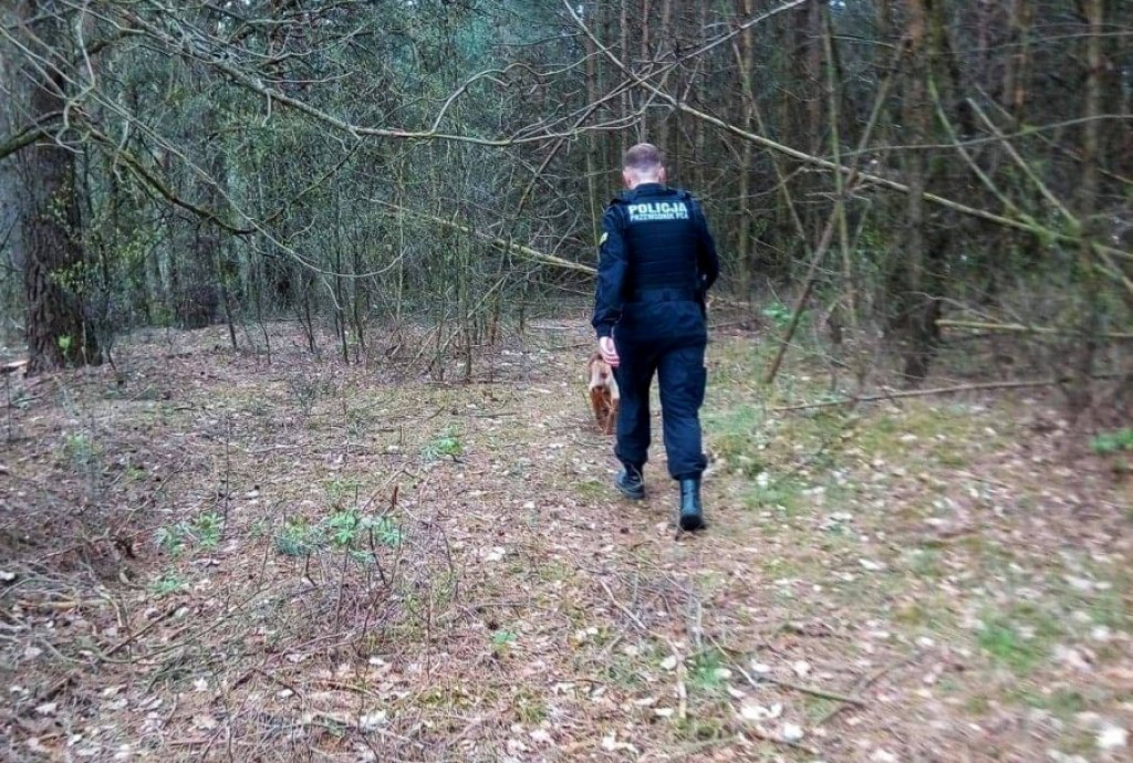 Poszukiwany uciekinier w rękach policji [FOTO]