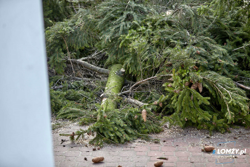 Wiatr wyrwał z korzeniami pokaźnej wielkości świerk [FOTO]