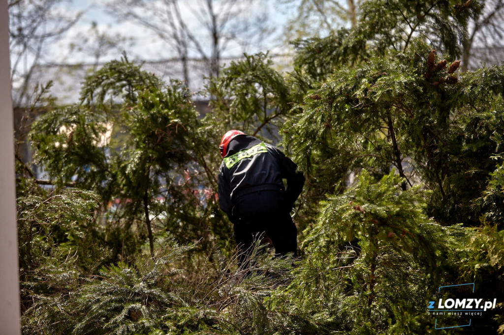Wiatr wyrwał z korzeniami pokaźnej wielkości świerk [FOTO]