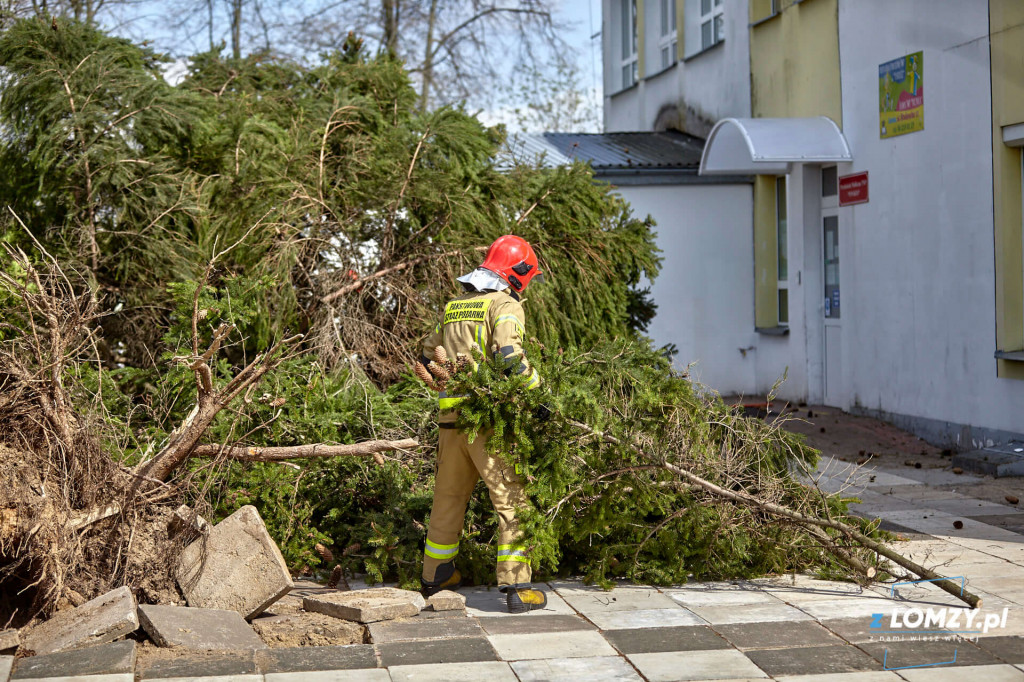 Wiatr wyrwał z korzeniami pokaźnej wielkości świerk [FOTO]