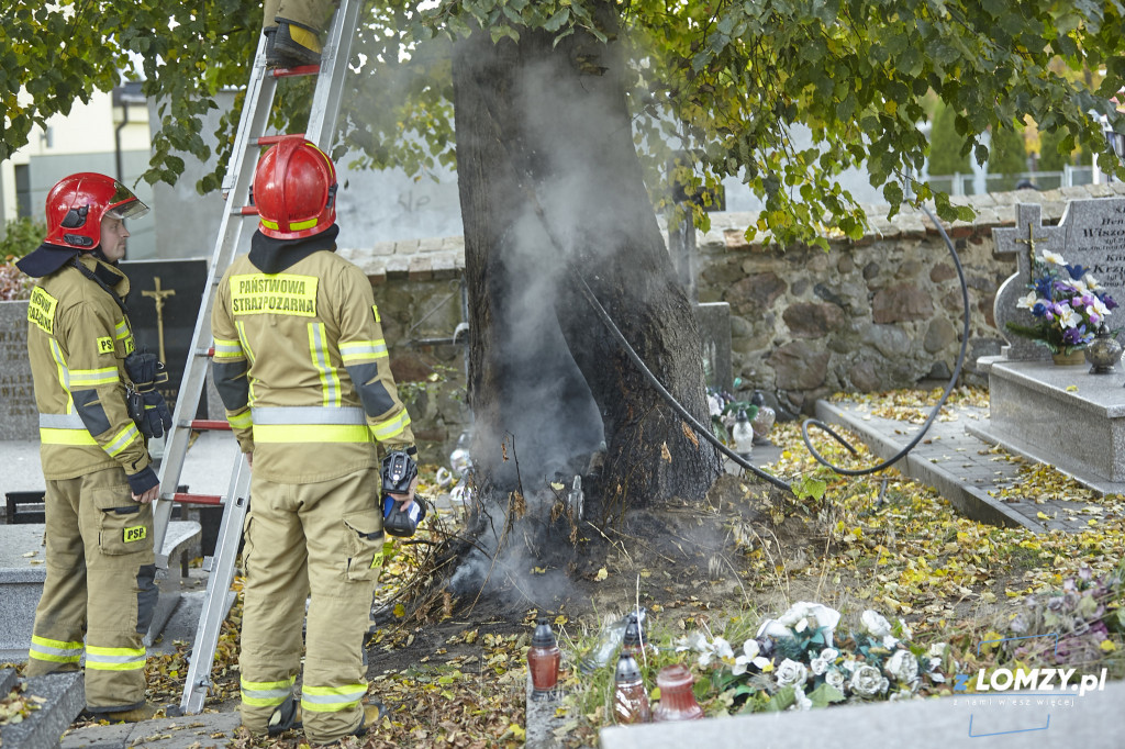 Pożar drzewa na cmentarzu przy Kopernika! Czy to podpalenie? [FOTO]