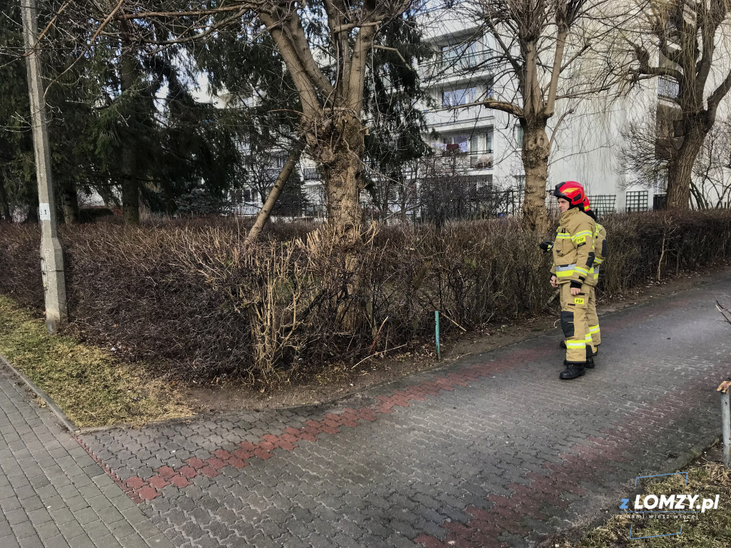 Silny wiatr łamie drzewa!