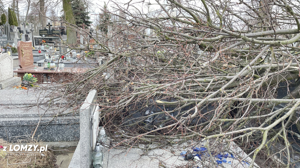 Huragan przewrócił ogromne drzewo na Starym Cmentarzu [FOTO]