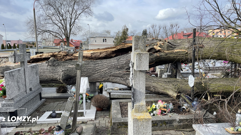 Huragan przewrócił ogromne drzewo na Starym Cmentarzu [FOTO]