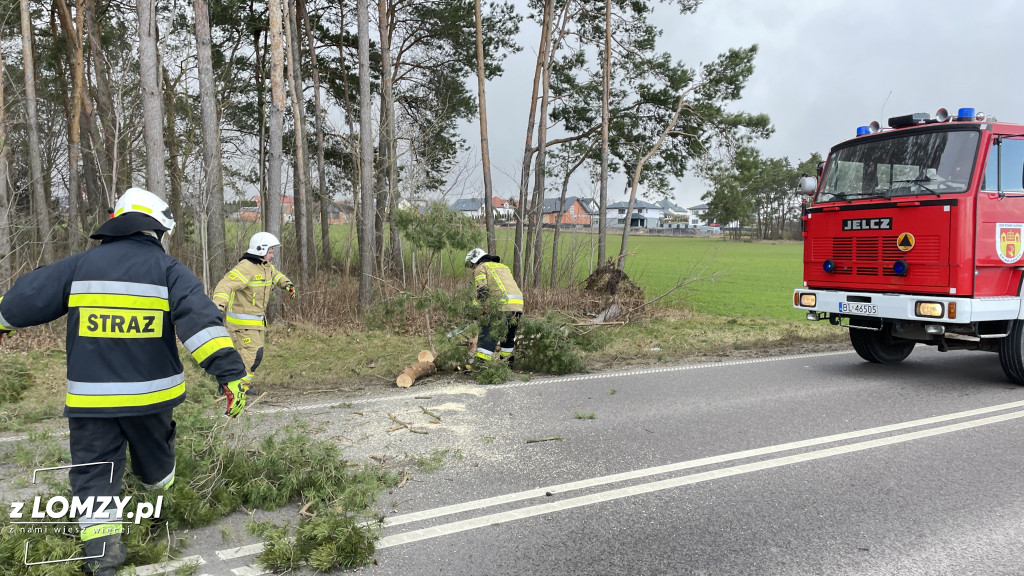 Powalone drzewo na obwodnicy Starych Kupisk