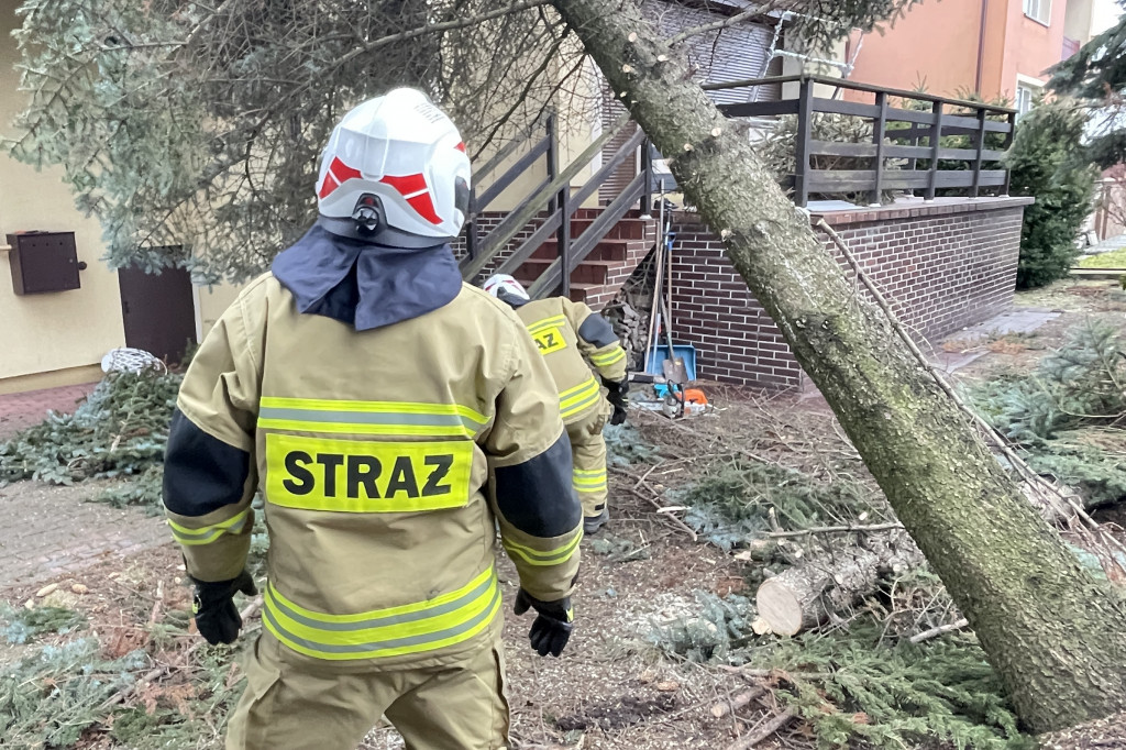 Łomża: Drzewo na dachu domu