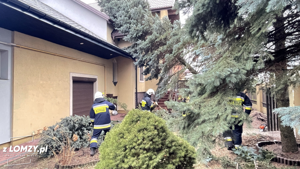 Łomża: Drzewo na dachu domu